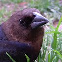 Brown Headed Cowbird