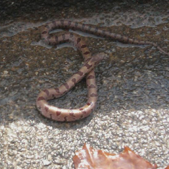 Spotting Image 1