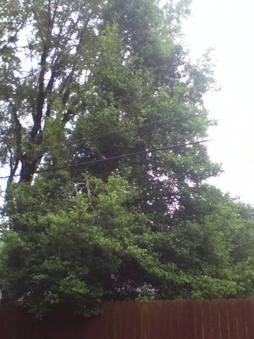Spotting Image 1