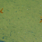 Eastern Amberwing