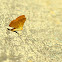 Emesis Metalmark