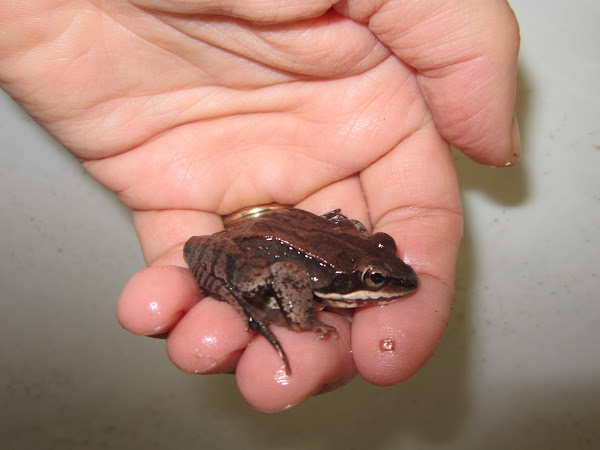 Wood Frog | Project Noah