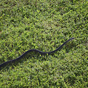 Black rat snake