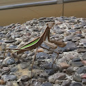 Praying mantis