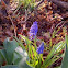 Grape Hyacinth