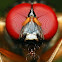 Fly