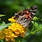 American Lady  Butterfly