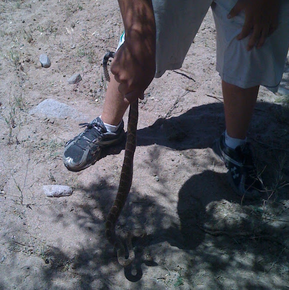 Spotting Image 1