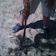 Diamondback Rattle Snake
