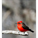 Vermilion Flycatcher