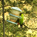 Black-hooded Parakeet