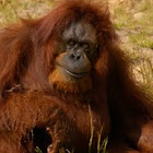 Orangutan