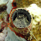 Worm Snail