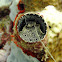 Worm Snail