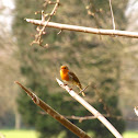 common robin