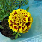 Marigold