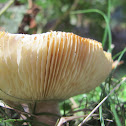 blackish purple Russula