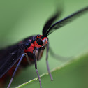 鳳斑蛾 Histia flabellicornis