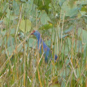 Purple Gallinule
