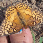 Variegated Fritillary