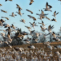 Snow Geese