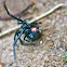 Black Widow