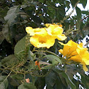 Yellow Trumpetbush