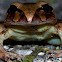 Northern Barred Frog