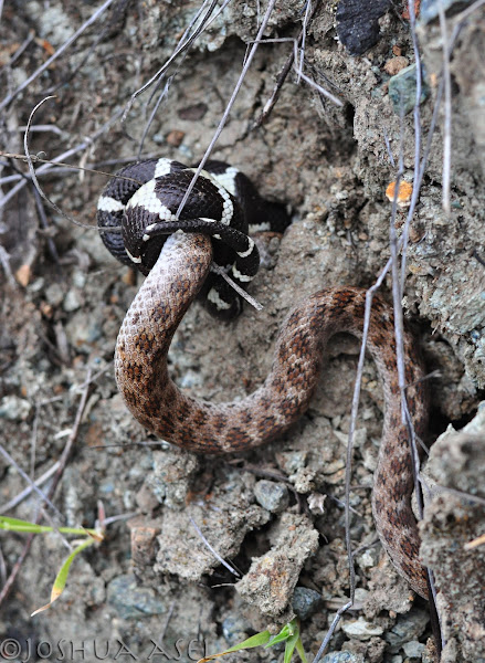 Ca. King Snake eating Ca. Night Snake | Project Noah