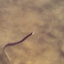 Northern Water Snake