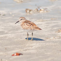Least Sandpiper