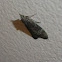 Epipaschiinae sp.