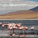 Andean Flamingo