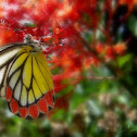 Common Jezebel