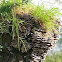 gewoon elfenbankje (Trametes versicolor)