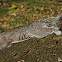 Grey Squirrel