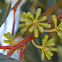 Eucalyptus