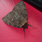 Darling Underwing