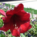 Amaryllis