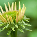 Echinacea