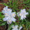 Japanese Iris