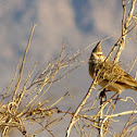 Crested Lark