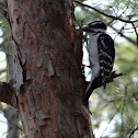 Hairy Woodpecker