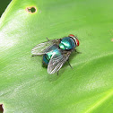 Green Fly
