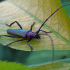 Musk Beetle