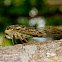 Cicada