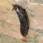 Garden Slug