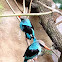 Blue-breasted Kingfisher