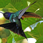 Swallow-tailed Hummingbird