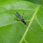 stilt-legged fly